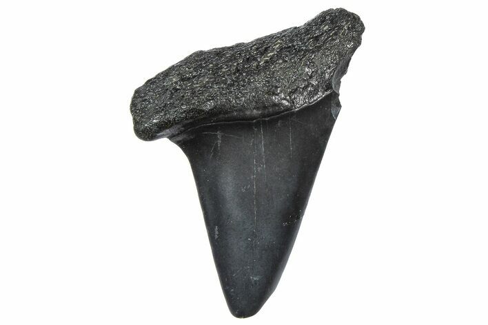Fossil Broad-Toothed Mako Tooth - South Carolina #360866